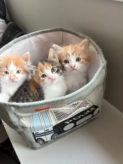 Chatons à vendre, View more