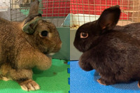 Bubble And Stitch. Best Buddies. Rabbits Need New Forever Home