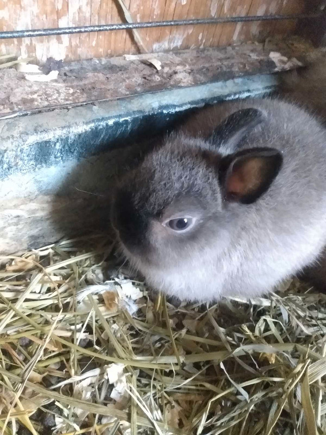 NETHERLAND  DWARF BUNNIES in Small Animals for Rehoming in Windsor Region - Image 2