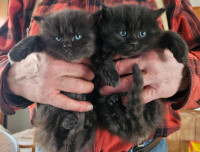 Persian Ragdoll Kittens