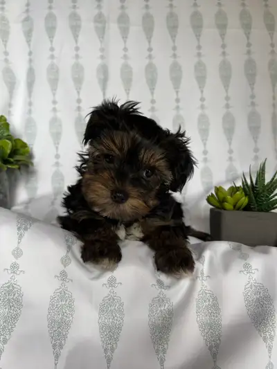 Yorkie Puppies , View more