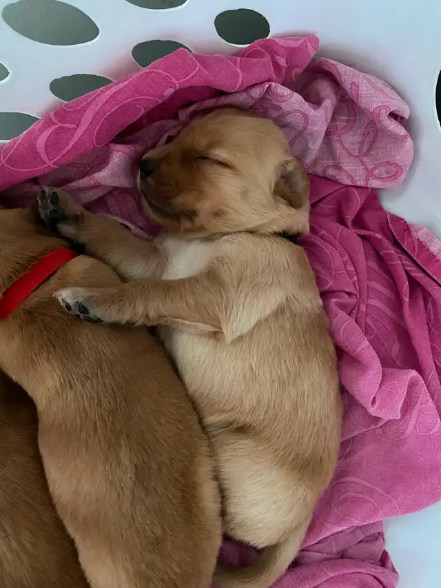 Golden retriever puppies in Dogs & Puppies for Rehoming in Winnipeg - Image 3