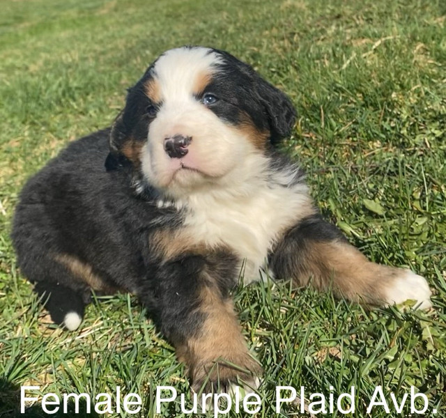CKC Bernese Mountain Dog Litter in Dogs & Puppies for Rehoming in Moncton