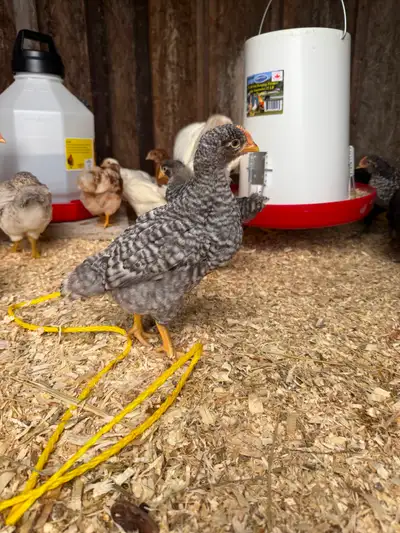 Barred rock rooster, View more