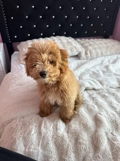 puppy poodle, View more