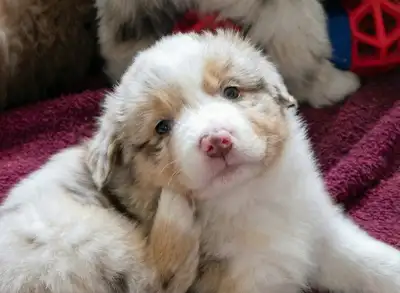These little lovelies have beautiful confirmation, fantastic markings, great breed type, nice bone a...
