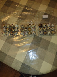 Quail eggs for sale