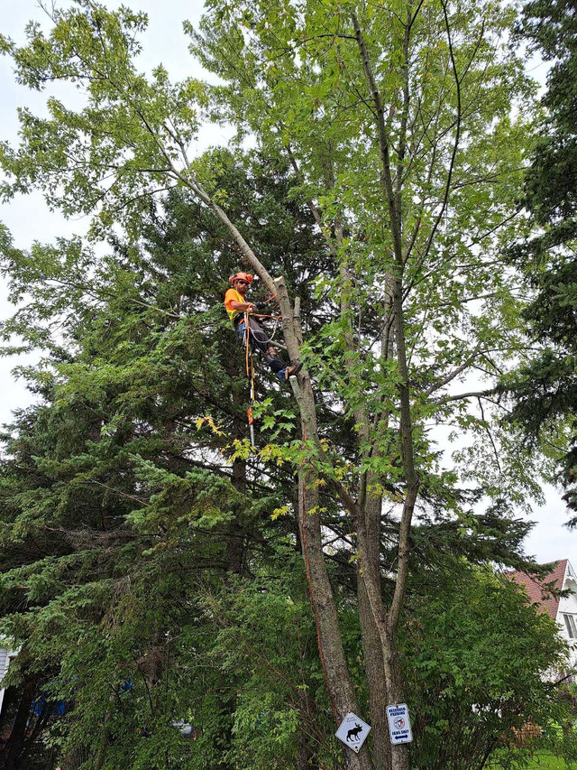 Landscaping and Tree Services in Lawn, Tree Maintenance & Eavestrough in Kingston