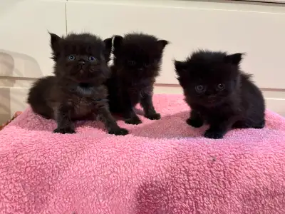 Mignons petits chatons persans, View more