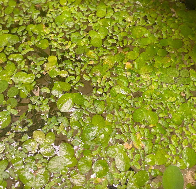 guppy grass and duck weed  in Fish for Rehoming in St. Catharines