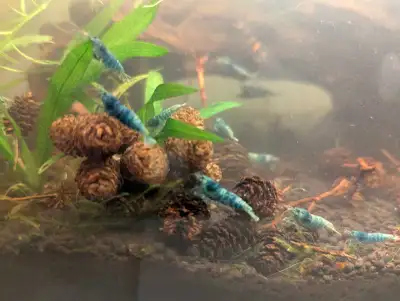 Blue bolt shrimp, View more