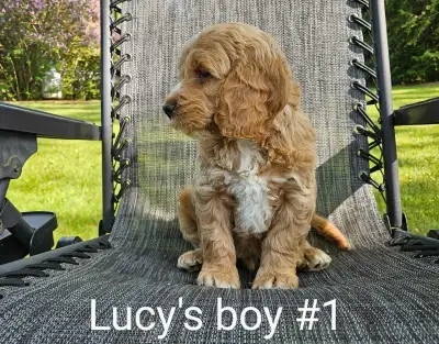 Adorable cockapoo puppies, View more