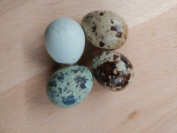 Quail eggs