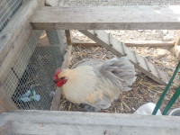 Silkie/Bantam rooster 