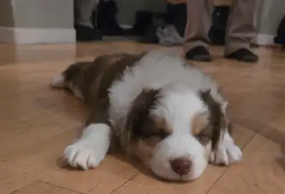 Chiots Berger Australien , View more