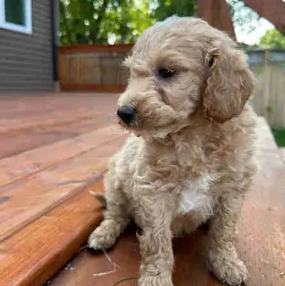 F1B Mini Goldendoodles, View more