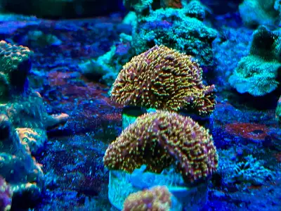 corals available , View more