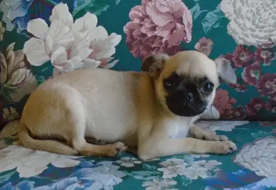 CHIHUAHUA/PUG PUPPY (PENDING), View more