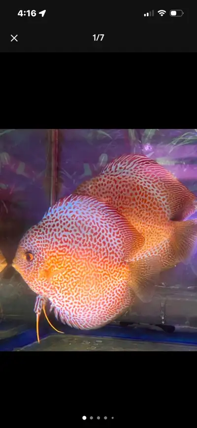 Germany Red Spider discus baby with special offer, View more