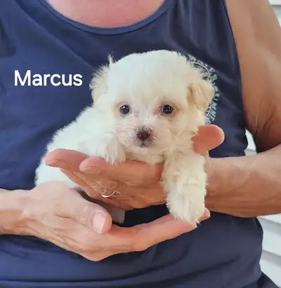 MALTIPOO MÂLE 1000$ Né le 29 avril 2026 Marcus pèse 470 grammes et va peser entre 4.5 et 5 lb adulte...