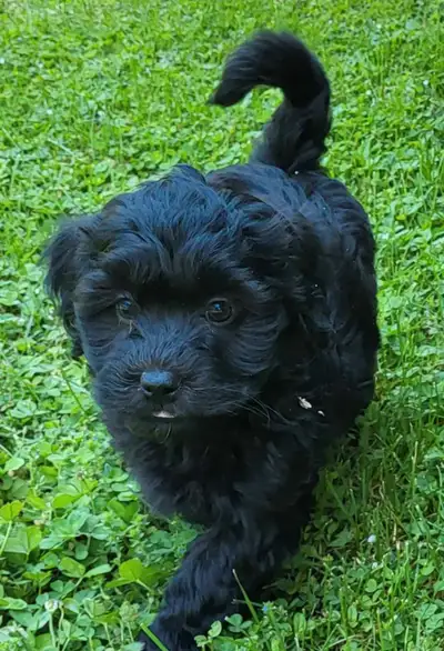 ❤️Update: Star had a beautiful litter of Havanese puppies born April 18th, with 1 Female Available S...
