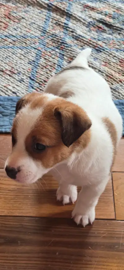Jack Russell puppies ready for their new homes!, View more