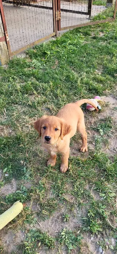 male golden retriever puppy , View more