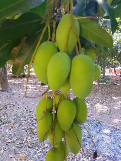 3000 mts2 farm whit 2 betroom kitchen one floor Hause 8 mango trees banana lime guanabana mamey tree...