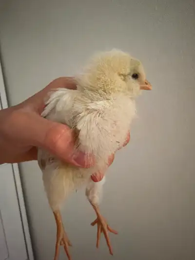 Selling chick, View more