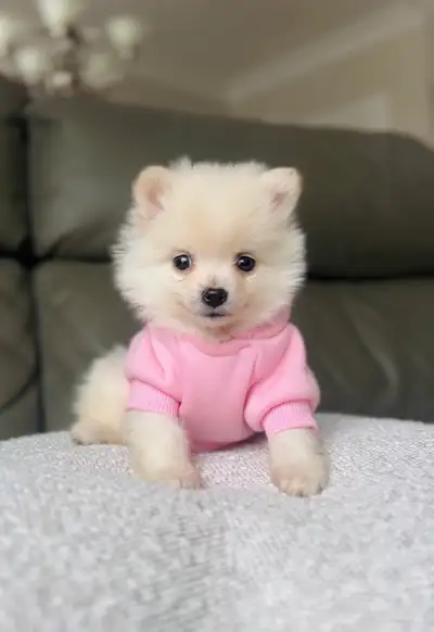 Tiny size pomeranian puppies ready for their forever homes. Both males and females available. They h...