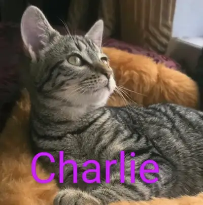 Looking to find furever homes We have 3 kittens and 2 beautiful cats left. Please read the info belo...