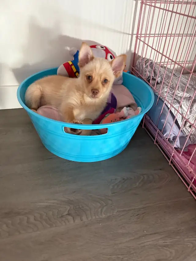 Chihuahua Puppy in Dogs & Puppies for Rehoming in Winnipeg - Image 6