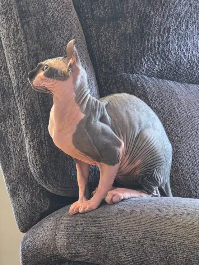 Chat Sphynx Elf559280961492756481