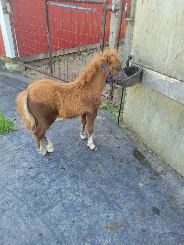 miniature horses in Horses & Ponies for Rehoming in Edmonton - Image 3