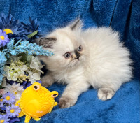 ONLY KITTEN REMAINING! Himalayan Persian Female kitten