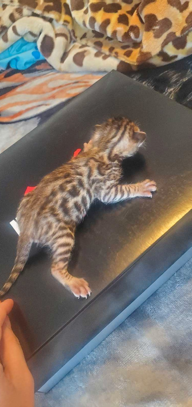Bengal kittens in Cats & Kittens for Rehoming in Saint John - Image 3