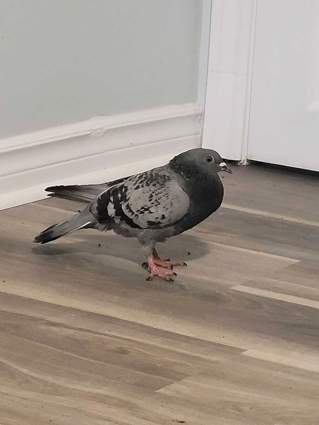 Looking for experienced pigeon person to take in rescue. in Birds for Rehoming in North Bay