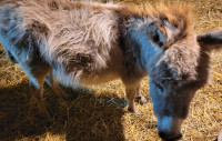 Mini donkey male 