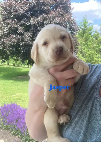Beautiful Purebred Yellow Labs for Sale. Ready July 1st, View more