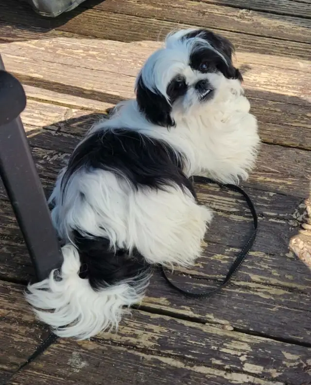 shih tzu femelle 6 mois in Dogs & Puppies for Rehoming in Gatineau - Image 2