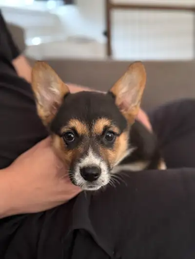 Female Corgi Mix Puppy, View more