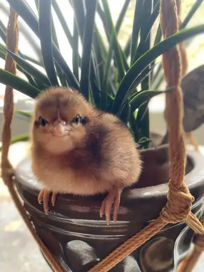 female day old chicks-pullets, View more