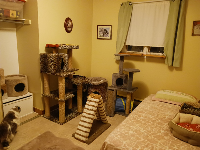 CAT BOARDING IN MY HOME =^..^= $20 per NIGHT in Animal & Pet Services in Dartmouth - Image 3