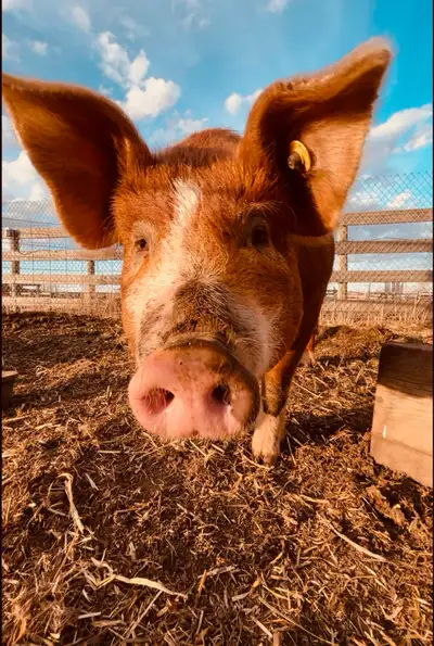 Half or whole pigs available. Averaging 200lbs hanging weight. We have 2 buddy pigs that were fed th...