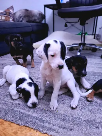 Puppies too good home, View more