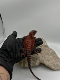GORGEOUS DARK RED BEARDED DRAGONS AVAIL NOW !!