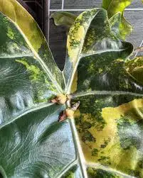 alocasia sanderiana/ nobilis in Plants, Fertilizer & Soil in City of Toronto - Image 5
