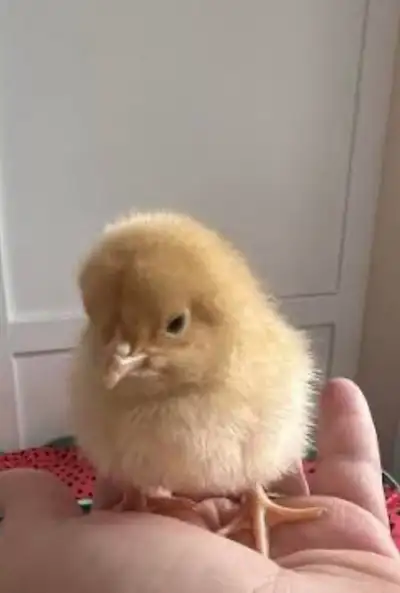 buff Orpington chicks, View more