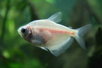 White skirt tetra 