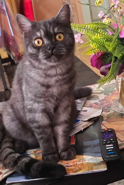 Chatons F et M British shorthair et Bengal les deux à $  950, View more